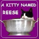 A Kitty Named Reese : 