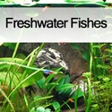Freshwater Fishes : Beginner's guide to freshwater tanks