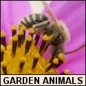 Garden Animals : 