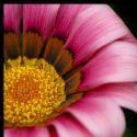 Dania Blog : Just for information