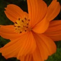 pixelshots : photo blog,pixelshots,amateur photos,macro,volvo auto,cochin,hogenakkel