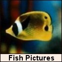 Aquarium Fish Pictures : 