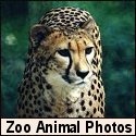 Zoo Animal Pictures : 