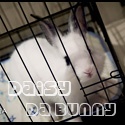 Daisy da' Bunny : 