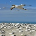 New Zealand : Tours in NZ