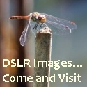 DSLR Images photoblog : come visit...