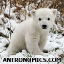 Antronomics : Generalized success in a specialized world.
