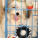 toosexypuppies : 