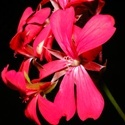 The Blooming Arple : photographs, flowers, roses, daisy, lily