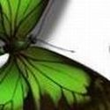 On the Rim of Insanity : Nothing more than a leaf in the wind...