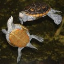 ANGEL The Cheeky Terrapin : 