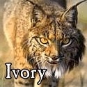 The Ivory Pen : A land of the pen's trail.
