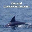 Coastal Concoctions : A neurotics view on life through the bottom of a vodka bottle.