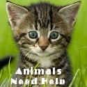 Animals Need Help Blog : Stop Animal Cruelty