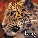 The Ivory Pen : A land of the pen's trail.