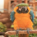 For the love of pets : pets, animals, critters, wild animals, nature