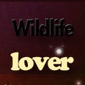 For Wild Life Lovers : Wildlife blog