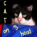 Cat On My Head : It's hard to stay angry with a cat on your head!
