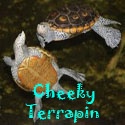 ANGEL The Cheeky Terrapin : 