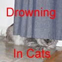 Drowning In Cats : 