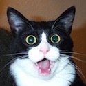Sandestin Cat Sightings : 