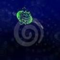 Deep Sea Creatures : 