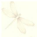 Daffodils And Dragonflies : Life is beautiful!