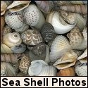 Sea Shell Pictures : 