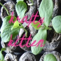 Krafty Kitten : Urban Homesteading and Crocheting