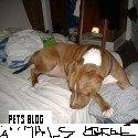 Animals Large and small.. : Pets,home,garden,green,pet tips,advice,expert