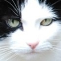 Sara Cat writes / Sara Katt skriver : I am a cat who writes about issues important to cats