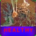 Healthy : Health, Teraphy