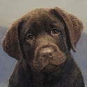 Favorite Puppy Names : 