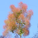 Smoketree : Smoketree, Cotinus Obovatus