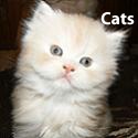 Cats : A blog about everything feline!