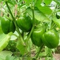 Vegetable Garden : 
