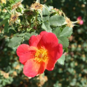 Horticulture Madness : Zone 10 to Zone 5