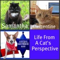 Life From A Cat's Perspective : Blogging Cats