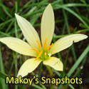 Makoy's Snapshots : Snapshots by Makoy in Singapore and beyond