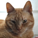 The Red Cat Society : A blog for all kinds of red, orange, yellow and ginger cats