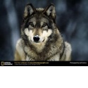 Wolf : 