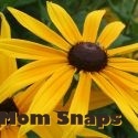 Mom Snaps : a lot of photos
