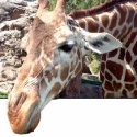 Africa Safari Vacations : Afiraca Safari Vacation, Africa Honeymoon, Zambia Vacation