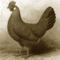 Le Petit Poulailler : ... it's all about the chickens
