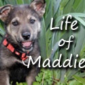Life of Maddie : 