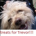 TREATS FOR TREVOR : I am in great need of treats!