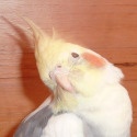 Cockatiel Confessions : Come Play!