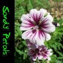 Sandypetals : Flowerspots Shutterstops and Intriguing WhatNots
