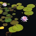 Digital Flower Pictures.com Blogspot : 