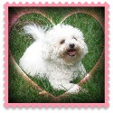 bermudabluez : Just life with my bichon frises